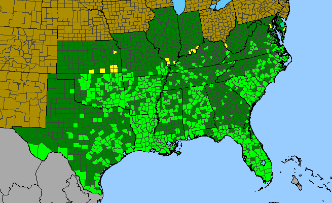 The range of Melothria pendula